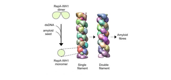 Torreira_etal_Dec.014