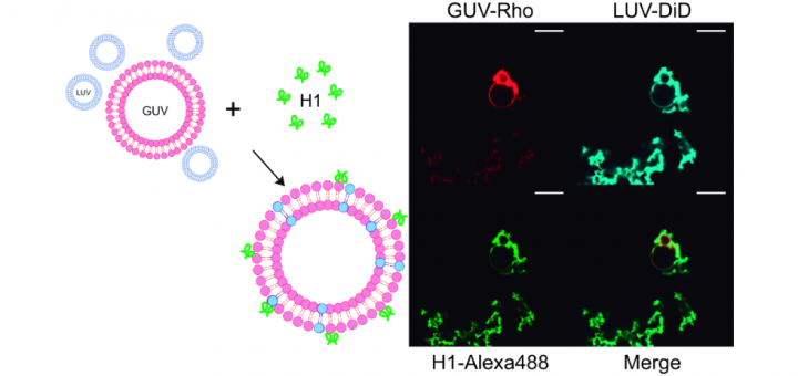 Biophys J. 2015 Feb 17;108(4):863-71