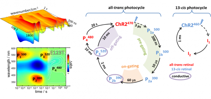 J Am Chem Soc. 2015 Feb 11;137(5):1850-61