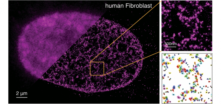 Cell. 2015 Mar 12;160(6):1145-58. doi: 10.1016/j.cell.2015.01.054
