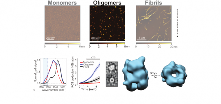 Structural characterization of toxic oligomers that are kinetically trapped during α-synuclein fibril formation. Chen, et al. Proc Natl Acad Sci U S A. 2015 Apr 21;112(16):E1994-2003. doi: 10.1073/pnas.1421204112.
