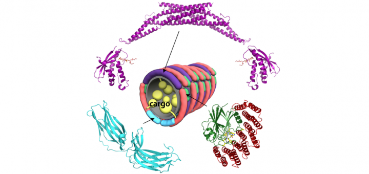 Structural Biology Unit, group of Aitor Hierro, at the Center for Cooperative Research in Biosciences – CIC bioGUNE, Bizkaia (Spain).