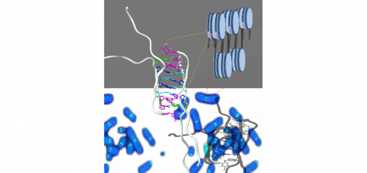 Centromeric Alpha-Satellite DNA Adopts Dimeric i-Motif Structures Capped by AT Hoogsteen Base Pairs. Chemistry. 2015 Jun 26;21(27):9816-24.