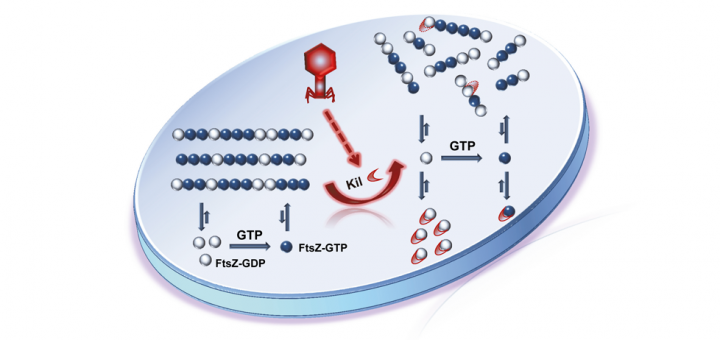 Evidence that bacteriophage λ Kil peptide inhibits bacterial cell division by disrupting FtsZ protofilaments and sequestering protein subunits. J Biol Chem. 2015 Jun 29