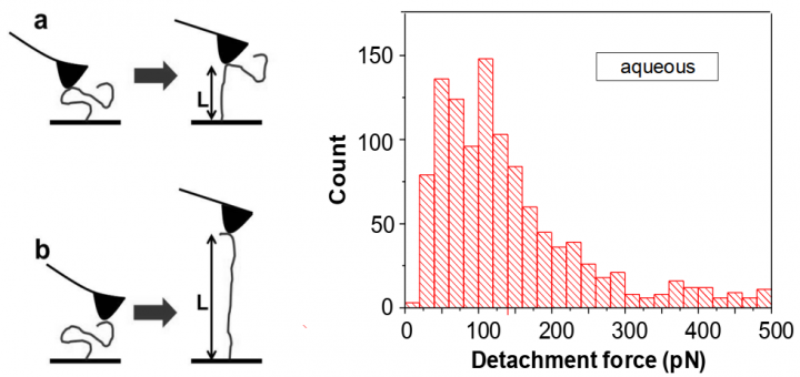 Chain Length and Grafting Density Dependent Enhancement in the Hydrolysis of Ester-Linked Polymer Brushes.Langmuir. 2015; 31(23):6463-70.