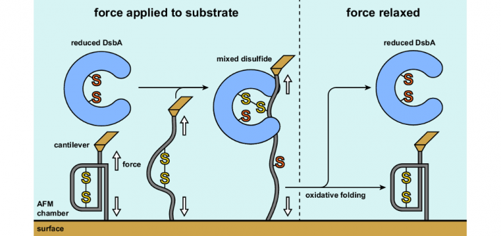Monitoring Oxidative Folding of a Single Protein Catalyzed by the Disulfide Oxidoreductase DsbA. J Biol Chem. 2015 Jun 5;290(23):14518-27.