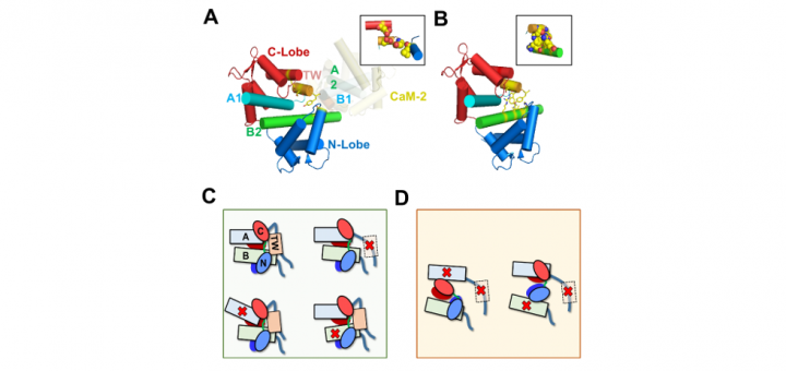 An unconventional calmodulin-anchoring site within the AB module of Kv7.2 channels. J Cell Sci. 2015 Aug 15;128(16):3155-63. doi: 10.1242/jcs.174128.