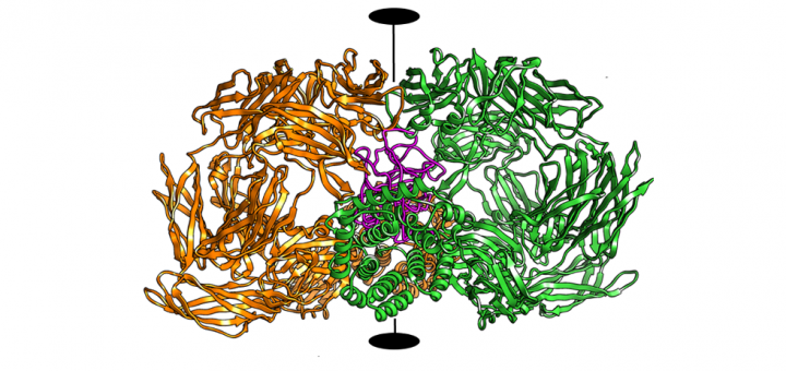 Structural and functional insights into Escherichia coli alpha2-macroglobulin endopeptidase snap-trap inhibition. Proc Natl Acad Sci U S A. 2015 Jul 7;112(27):8290-5. doi: 10.1073/pnas.1506538112.