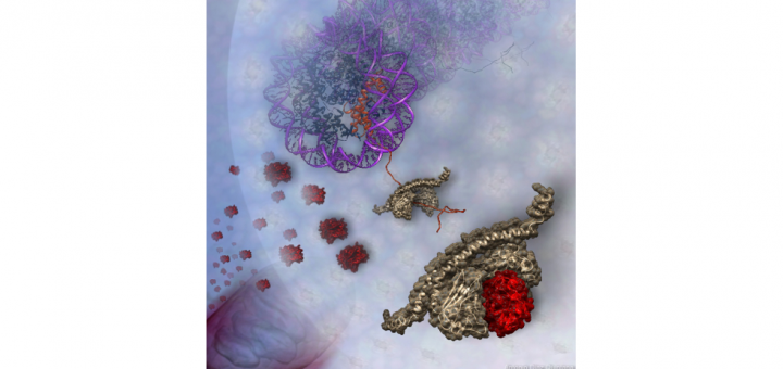 Structural basis for inhibition of the histone chaperone activity of SET/TAF-Iβ by cytochrome c. Proc Natl Acad Sci U S A. 2015 Aug 11;112(32):9908-13. doi: 10.1073/pnas.1508040112.