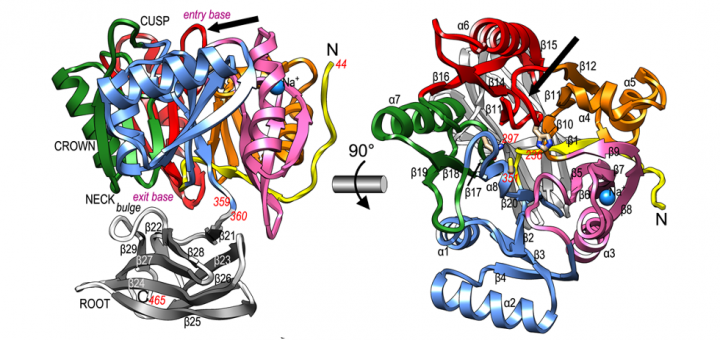 Structure and mechanism of a bacterial host-protein citrullinating virulence factor, Porphyromonas gingivalis peptidylarginine deiminase. Sci Rep. 2015 Jul 1;5:11969. doi: 10.1038/srep11969.