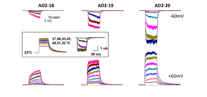 The Integrity of the TRP Domain Is Pivotal for Correct TRPV1 Channel Gating. Biophys J. 2015 Aug 4;109(3):529-41. doi: 10.1016/j.bpj.2015.06.039.