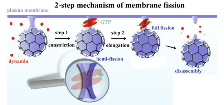 A hemi-fission intermediate links two mechanistically distinct stages of membrane fission. Nature. 2015 Aug 6;524(7563):109-13. doi: 10.1038/nature14509.