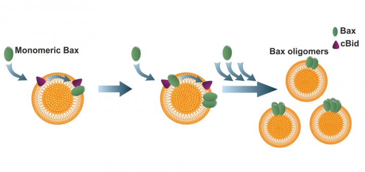 Bax monomers form dimer units in the membrane that further self-assemble into multiple oligomeric species. Nat Commun. 2015 Aug 14;6:8042. doi: 10.1038/ncomms9042.