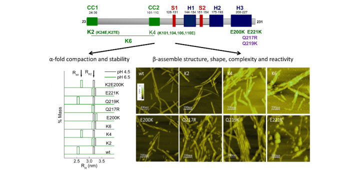 PrP charge structure encodes interdomain interactions. Sci Rep. 2015 Sep 1;5:13623.