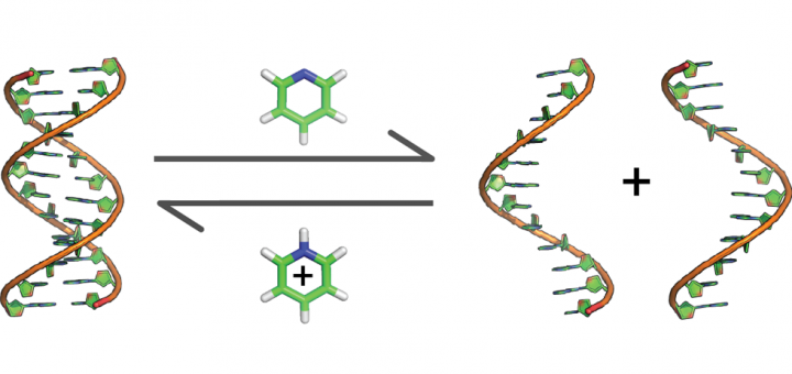Can A Denaturant Stabilize DNA? Pyridine Reverses DNA Denaturation in Acidic pH. Angew Chem Int Ed Engl. 2015 Sep 1;54(36):10488-91.