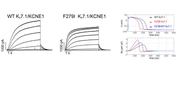 A new KCNQ1 mutation at the S5 segment that impairs its association with KCNE1 is responsible for short QT syndrome. Cardiovasc Res. 2015 Sep 1;107(4):613-23.