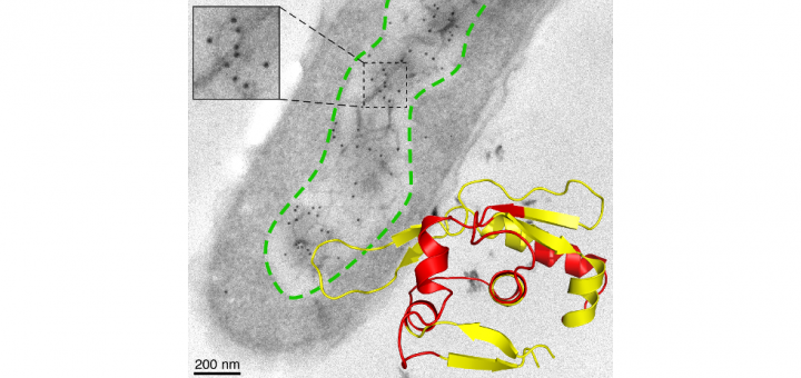 Pre-amyloid oligomers of the proteotoxic RepA-WH1 prionoid assemble at the bacterial nucleoid. Sci Rep. 2015 Oct 1;5:14669.