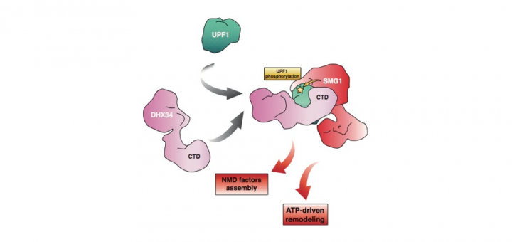 The RNA helicase DHX34 functions as a scaffold for SMG1-mediated UPF1 phosphorylation. Nat Commun. 2016 Feb 4;7:10585. doi: 10.1038/ncomms10585.