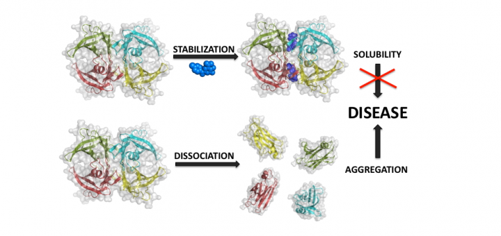Repositioning tolcapone as a potent inhibitor of transthyretin amyloidogenesis and associated cellular toxicity. Nat Commun. 2016 Feb 23;7:10787. doi: 10.1038/ncomms10787.