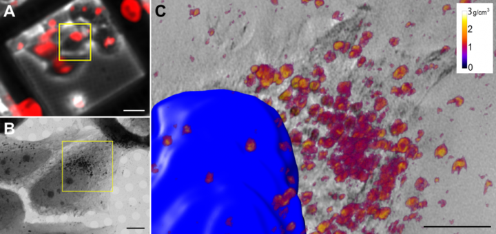 Intracellular nanoparticles mass quantification by near-edge absorption soft X-ray nanotomography. Sci Rep. 2016 Mar 10;6:22354. doi: 10.1038/srep22354.