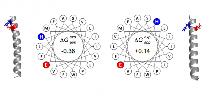 Biological insertion of computationally designed short transmembrane segments.Sci Rep. 2016 Mar 18;6:23397. doi: 10.1038/srep23397.