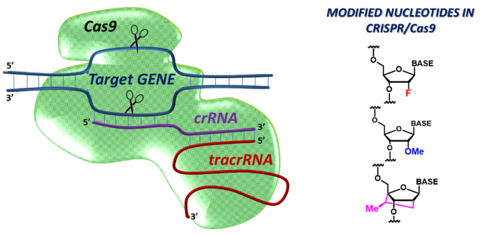 Modified RNAs in CRISPR/Cas9: An Old Trick Works Again. Angew Chem Int Ed Engl. 2016 Mar 7;55(11):3548-50. doi: 10.1002/anie.201512002.
