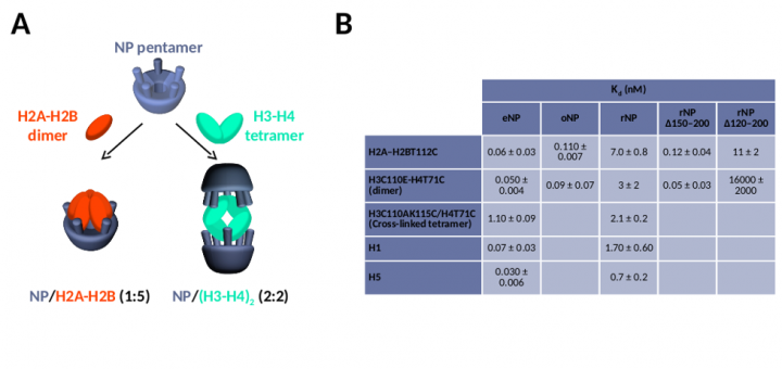 A Quantitative Characterization of Nucleoplasmin/Histone Complexes Reveals Chaperone Versatility. Sci Rep. 2016 Aug 25;6:32114. doi: 10.1038/srep32114.