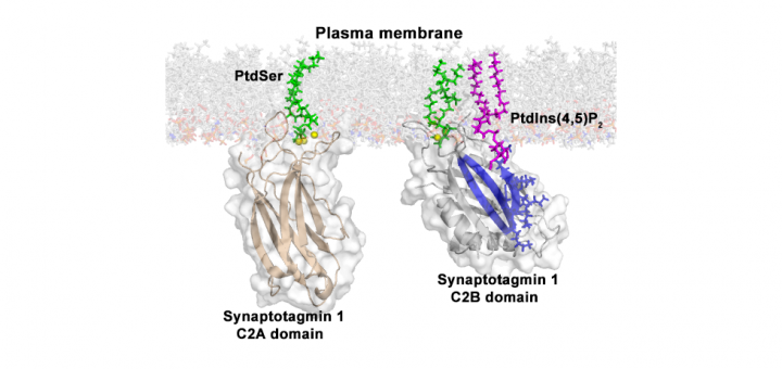 PtdInsP2 and PtdSer cooperate to trap synaptotagmin-1 to the plasma membrane in the presence of calcium. eLife. 2016; 5: e15886.