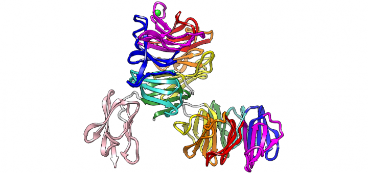 Structural and functional probing of PorZ, an essential bacterial surface component of the type-IX secretion system of human oral-microbiomic Porphyromonas gingivalis. Sci Rep. 2016 Nov 24;6:37708. doi: 10.1038/srep37708.