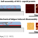 Kinetics of Surface-Driven Self-Assembly and Fatigue-Induced Disassembly of a Virus-Based Nanocoating. Biophys J. 2017 Feb 28;112(4):663-673. doi: 10.1016/j.bpj.2016.11.3209.