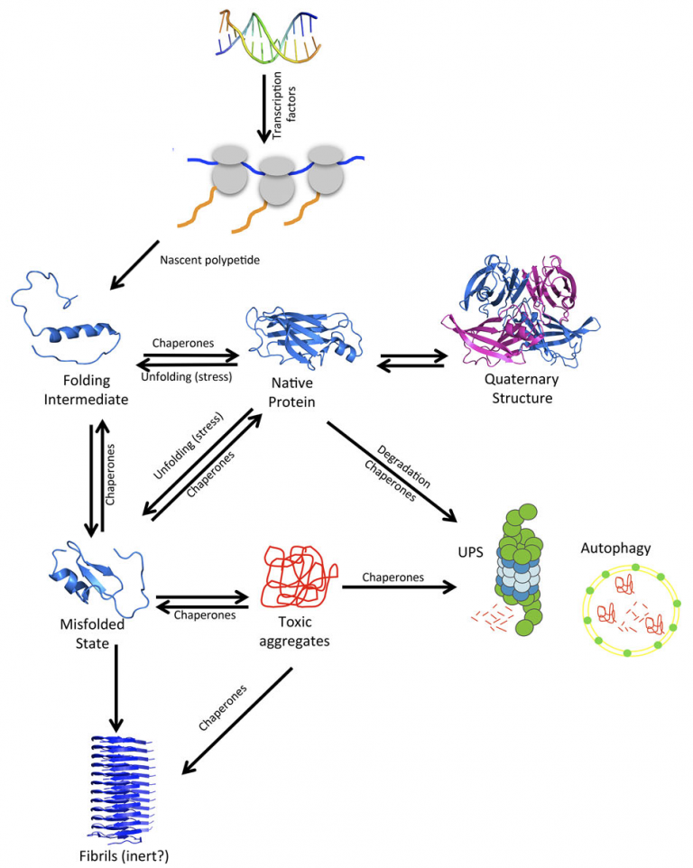 Protein aggregation Toxicity and function, two sides of the same coin Biofísica