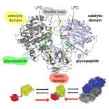 Postdoctoral positions at the University of Zaragoza (Juan de la Cierva 2019)