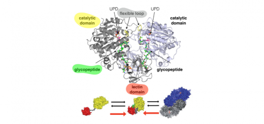 Postdoctoral positions at the University of Zaragoza (Juan de la Cierva 2019)