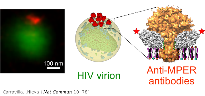 Molecular recognition of the native HIV-1 MPER revealed by STED microscopy of single virions. Nat Commun. 2019 Jan 8;10(1):78. doi: 10.1038/s41467-018-07962-9.