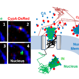 Postdoctoral position at Emory University