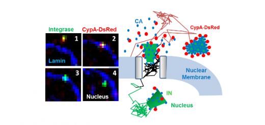 Postdoctoral position at Emory University