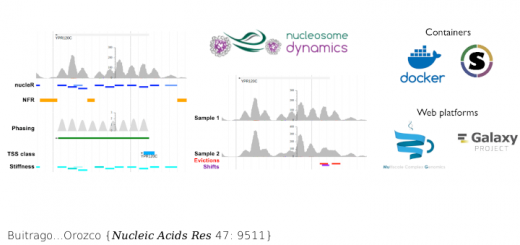 Nucleosome Dynamics: a new tool for the dynamic analysis of nucleosome positioning. Nucleic Acids Res. 2019 Oct 10;47(18):9511-9523. doi: 10.1093/nar/gkz759.