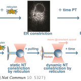Dynamic constriction and fission of endoplasmic reticulum membranes by reticulon. Nat Commun. 2019 Nov 22;10(1):5327. doi: 10.1038/s41467-019-13327-7.