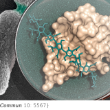 Structural basis of denuded glycan recognition by SPOR domains in bacterial cell division. Nat Commun. 2019 Dec 5;10(1):5567. doi: 10.1038/s41467-019-13354-4.
