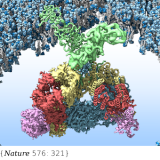 Architecture of the mycobacterial type VII secretion system. Nature. 2019 Dec;576(7786):321-325. doi: 10.1038/s41586-019-1633-1.