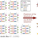 The static and dynamic structural heterogeneities of B-DNA: extending Calladine-Dickerson rules. Nucleic Acids Res. 2019 Dec 2;47(21):11090-11102. doi: 10.1093/nar/gkz905.