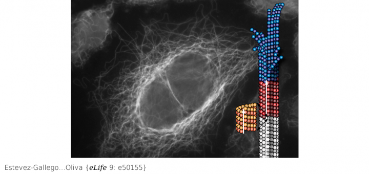 Structural model for differential cap maturation at growing microtubule ends. Elife. 2020 Mar 10;9. pii: e50155. doi: 10.7554/eLife.50155.