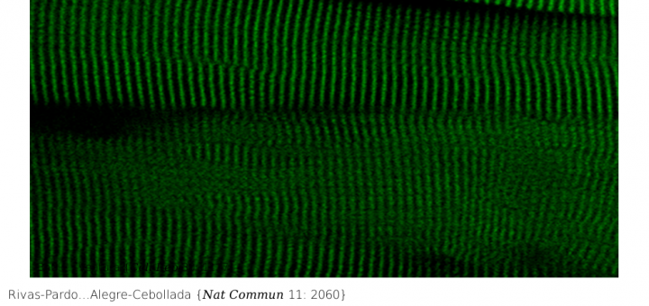 A HaloTag-TEV Genetic Cassette for Mechanical Phenotyping of Proteins From Tissues. Nat Commun . 2020 Apr 28;11(1):2060. doi: 10.1038/s41467-020-15465-9.