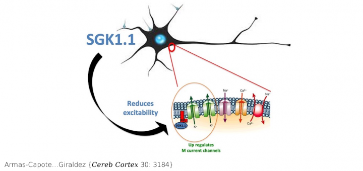 SGK1.1 Reduces Kainic Acid-Induced Seizure Severity and Leads to Rapid Termination of Seizures. Cereb Cortex . 2020 May 14;30(5):3184-3197. doi: 10.1093/cercor/bhz302.