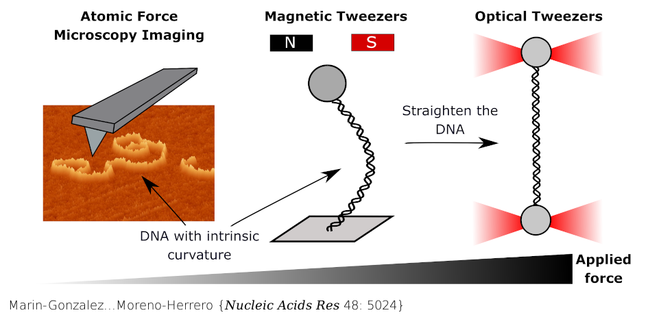 Understanding the Paradoxical Mechanical Response of In-Phase A-tracts at Different Force Regimes. Nucleic Acids Res . 2020 May 21;48(9):5024-5036. doi: 10.1093/nar/gkaa225.