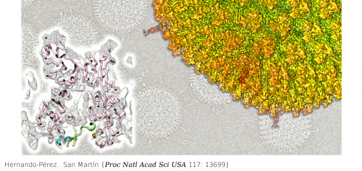 Dynamic competition for hexon binding between core protein VII and lytic protein VI promotes adenovirus maturation and entry. Proc Natl Acad Sci U S A . 2020 Jun 16;117(24):13699-13707. doi: 10.1073/pnas.1920896117.