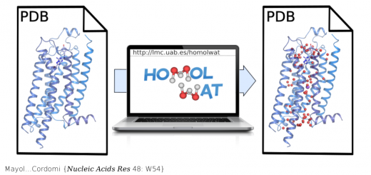 HomolWat: a web server tool to incorporate 'homologous' water molecules into GPCR structures. Nucleic Acids Res . 2020 Jul 2;48(W1):W54-W59. doi: 10.1093/nar/gkaa440.