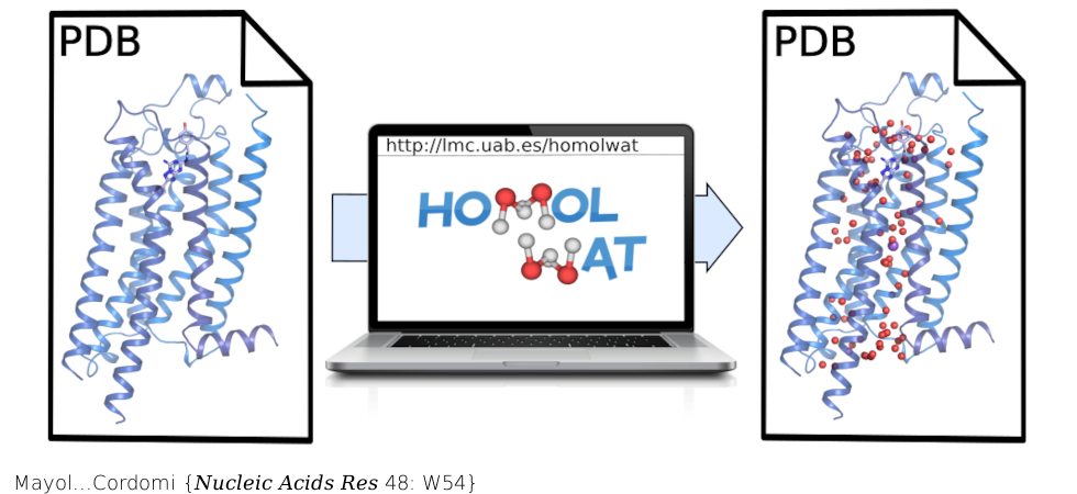 HomolWat: a web server tool to incorporate 'homologous' water molecules into GPCR structures. Nucleic Acids Res . 2020 Jul 2;48(W1):W54-W59. doi: 10.1093/nar/gkaa440.