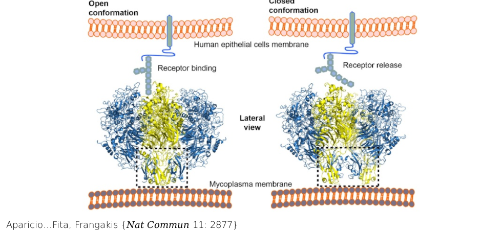 Structure and mechanism of the Nap adhesion complex from the human pathogen Mycoplasma genitalium. Nat Commun . 2020 Jun 8;11(1):2877. doi: 10.1038/s41467-020-16511-2.