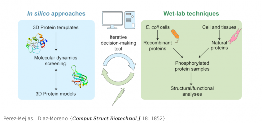 Exploring protein phosphorylation by combining computational approaches and biochemical methods. Comput Struct Biotechnol J . 2020 Jul 7;18:1852-1863. doi: 10.1016/j.csbj.2020.06.043. eCollection 2020.